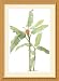 Red Torch Banana (bot. Musa coccinea) Framed Print by Pierre-Joseph Redoute Framed