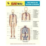 Vascular System & Viscera Anatomy EXAM Notes