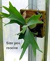Large Staghorn Fern Mounted - EXOTIC - Great Houseplant!