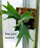 Large Staghorn Fern Mounted - EXOTIC - Great Houseplant!