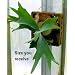 Staghorn Fern Mounted 16" - EXOTIC - Great Houseplant!