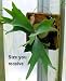 Large Staghorn Fern Mounted - EXOTIC - Great Houseplant!
