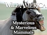 Wild America: Mysterious & Marvelous Mammals Collection