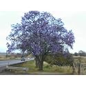 Blue Jacaranda Tree 20+ Seeds