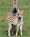 National Park of Serengeti, Tanzania - Kevin Schafer Art Print Poster 10 x 12