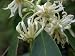 White Florida Anise (Illicium floridanum 'Alba')