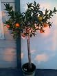 Our Best Clementine Mandarin Orange Tree Five Gallon