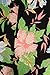 ALWAYS Women's Juniors Stretch Capri Tribal Floral Stripe Aztec Printed Leggings