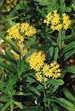 Amazon / Hirts: Seed; Perennial: Yellow Butterfly Plant 20 Seeds - Asclepias - Perennial