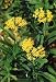 Yellow Butterfly Plant 20 Seeds - Asclepias - Perennial