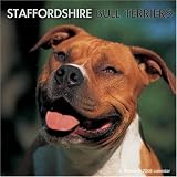 Staffordshire Bull Terrier 2008 Wall Calendar