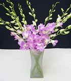 Flowers - Fresh Cut Pink Debdrobium Orchids with Vase