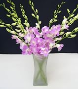 Floral Flowers - Fresh Cut Pink Debdrobium Orchids with Vase