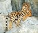 Wallmonkeys Peel and Stick Wall Decals - Southeast Asian Tiger Relaxin on a Cliff - Removable Graphic