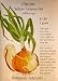 Onion Yellow Granex Seeds 250 Seeds