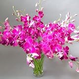 Long Stem Red Sonia Dendrobium Orchid Flowers - B0013AZU9W