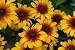 Fall Color with Rudbeckia Flowers, Common Name, Cone-flowers - 18