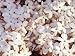 Jasmine Flowers Bloom in Springtime at Sunset Photographic Poster Print by Jason Edwards, 30x40