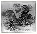 Historic Print (L): In other words my friends, life is a series of ups and downs!