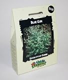 Thompson & Morgan 2022 Exotic Eucalyptus Gunnii Seed Packet Thompson & Morgan 2022 Exotic Eucalyptus Gunnii Seed Packet