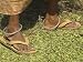 Female Farmer's Feet Standing on Henna Leaves, Village of Borunda, India Education Photographic Poster Print by Eitan Simanor, 16x12