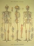 Cavallini Decorative Paper- Skeleton Chart