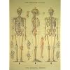 (20x28) The Skeletal System Decorative Decoupage Vintage Retro Style Paper Poster Print