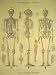 Cavallini Decorative Paper- Skeleton Chart