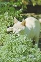 Organic Catnip Herb 100 Seeds -Cats Love It!- Nepeta - FREE SHIPPING ON ADDITIONAL HIRTS SEEDS ORDERED & PAID WITH ONE PAYMENT!