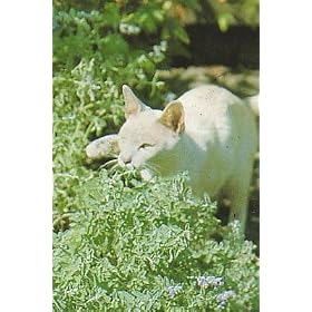 Organic Catnip Herb 100 Seeds -Cats Love It!- Nepeta by 