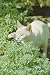 turkish van - Organic Catnip Herb 100 Seeds -Cats Love It!- Nepeta - FREE SHIPPING ON ADDITIONAL HIRTS SEEDS ORDERED & PAID WITH ONE PAYMENT!