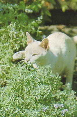Catnip Herb 100 Seeds - Nepeta - GARDEN FRESH PACK!