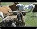Mouse Mats of Longhorn cattle from North Wind Picture Archives