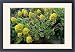 Framed Prints of DAD-1993 Group of Aeonium arboreum from Ardea Wildlife Pets