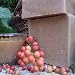 Brazilian Espresso Luxury Soap Bar with Cocoa Butter and Essential Oils 6 Oz