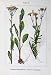 Flowers Sturms 1905 Senecio Aquaticus Jacobaea Plants