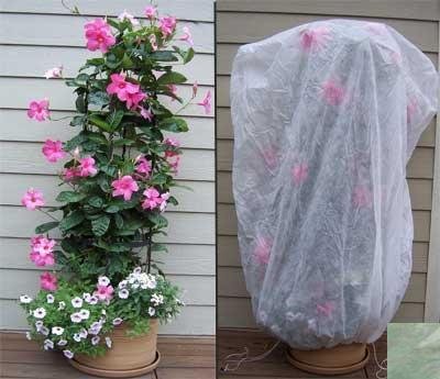 Bag XL Frost Protection Plant Cover-Green