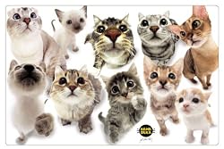 NAP'S Cat Placemat, In Your Face