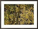 Sunlight on Aspen Leaves, Targhee National Forest, Palisades, Idaho Framed Photographic Poster Print by Raymond Gehman, 29x21