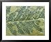 Fern Leaf, Neuropteris Species Carboniferous, PA, USA Framed Art Poster Print by David M. Dennis, 31x25