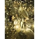 Lynn Goldsmith: The Looking Glass LE