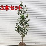 庭木：サザンカ（さざんか）（朝倉）　樹高：約120cｍ　全高：約130ｃｍ　３本セット
