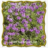 1 Lb Moss Verbena (Verbena tenuisecta) Bulk Wildflower Seeds