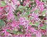 Loropetalum- Ruby Fringe Flowering Shrub Fast Growing 6 Pack