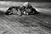 Joseph Beuys: Coyote