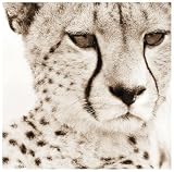 Cheetah Pattern Art Poster Print by Frank & Susann Parker, 12x12