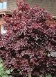 Japanese Maple Tree Nigrum Two Gallon Plant