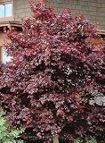 Japanese Maple Tree Nigrum Two Gallon Plant