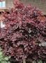 Japanese Maple Tree Nigrum Two Gallon Plant