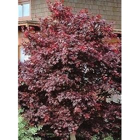 Japanese Maple Tree Nigrum Two Gallon Plant by 
